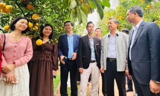 Các đồng chí lãnh đạo tỉnh Bắc Ninh thăm vườn quả tại phường Chũ